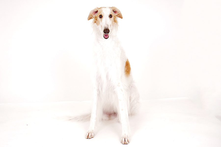 Groove（グルーヴ） イメージ