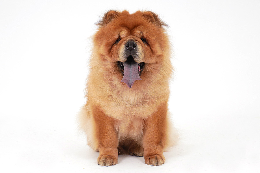 KATANA(カタナ) イメージ