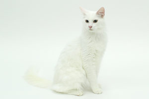 ペットモデル　タレント猫　アニマルプロ