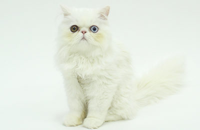 ペットモデル　タレント猫　アニマルプロ