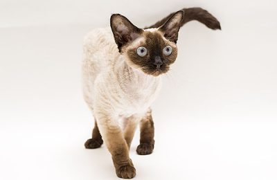 ペットモデル　タレント猫