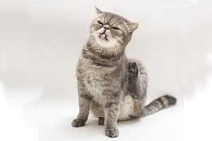 ペットモデル　タレント猫