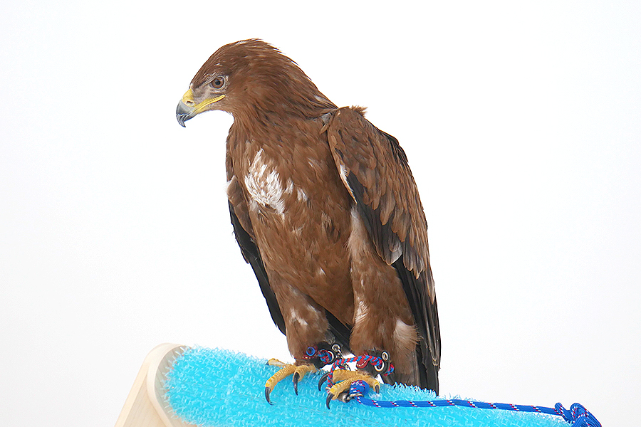 春風（はるか） イメージ