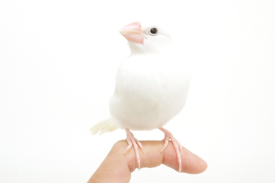 文鳥　ぶんこ イメージ