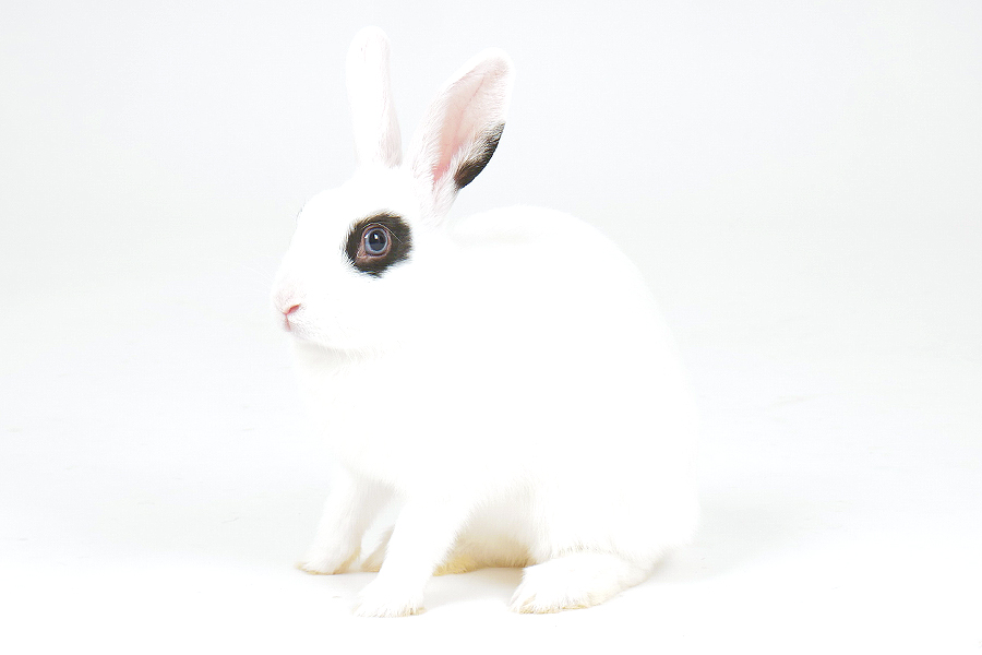 ミニウサギ　ピアス イメージ