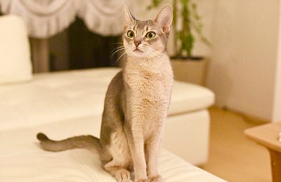 ペットモデル　タレント猫