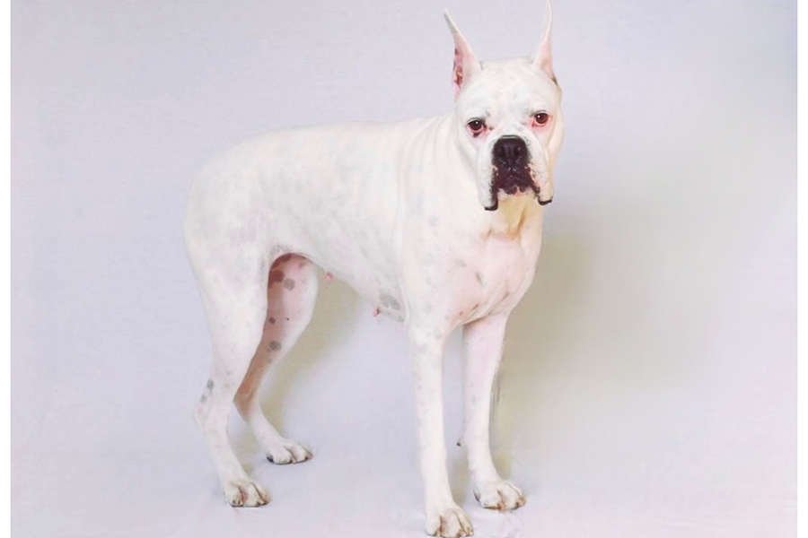 ケリー アニマルプロ株式会社