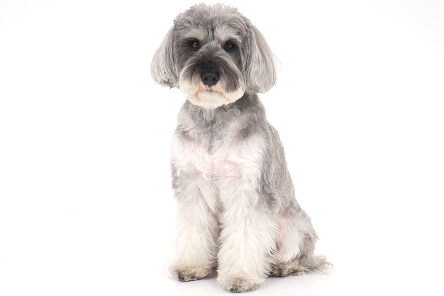 リッキー イメージ