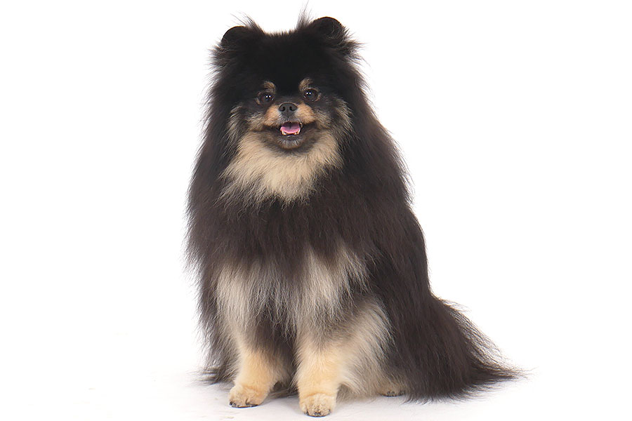 クッタン イメージ