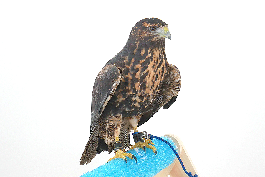 涼風（すずか） イメージ