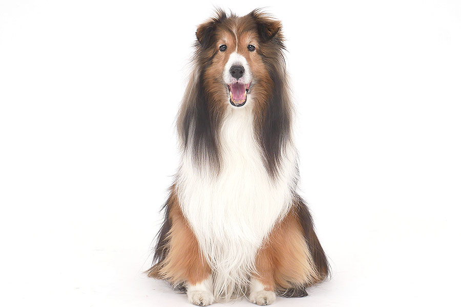 ウィル イメージ