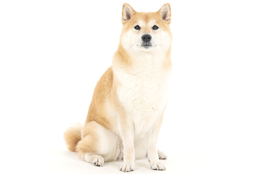 のこ イメージ