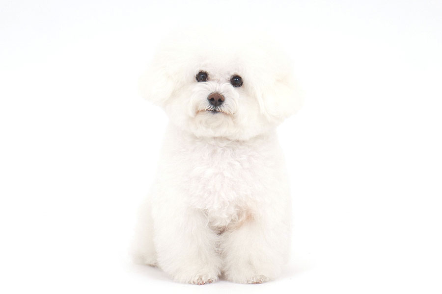 シェリー イメージ