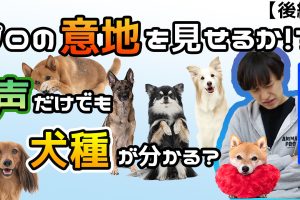 今回こそ正解なるか!? 〜声を聞いて犬種がわかる？〜