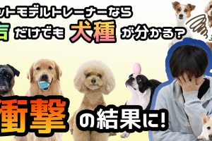 声を聞いて犬種を当てる！？プロ根性を発揮した結果…