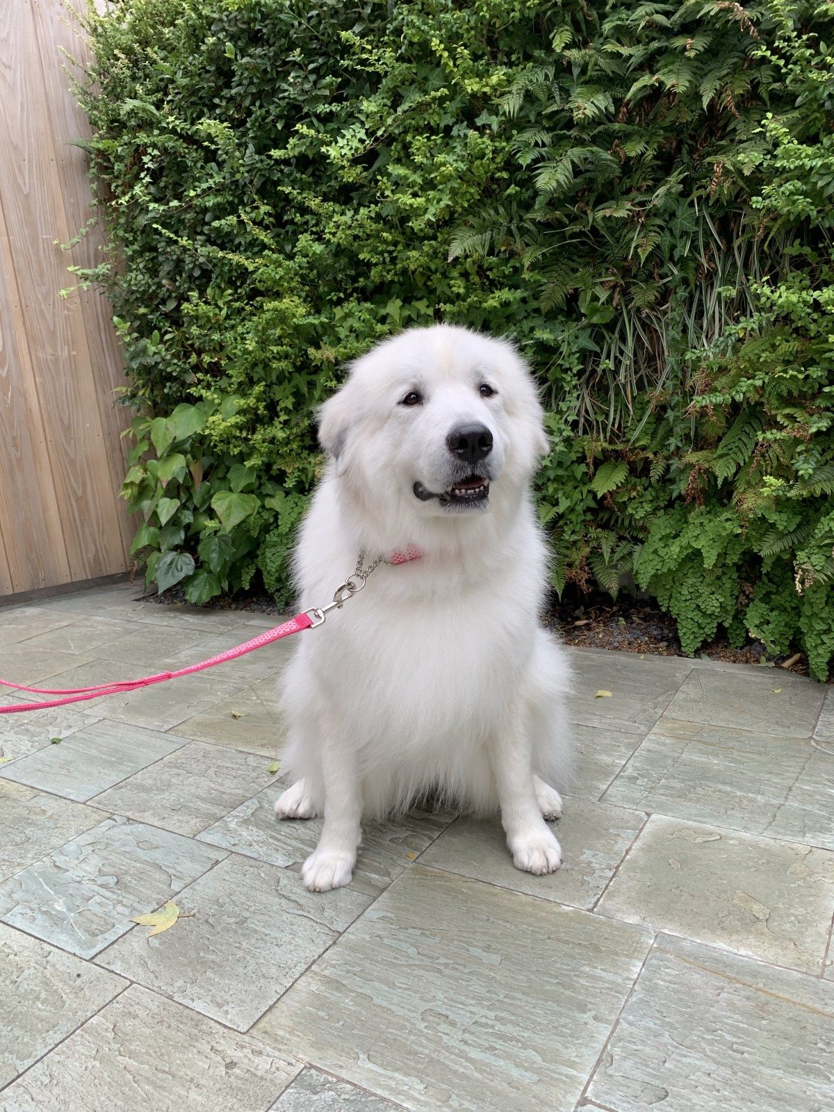 撮影ブログ】あみさんの人気やばかった | アニマルプロ株式会社