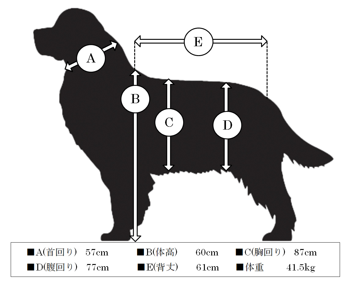 ペットモデル タレント犬