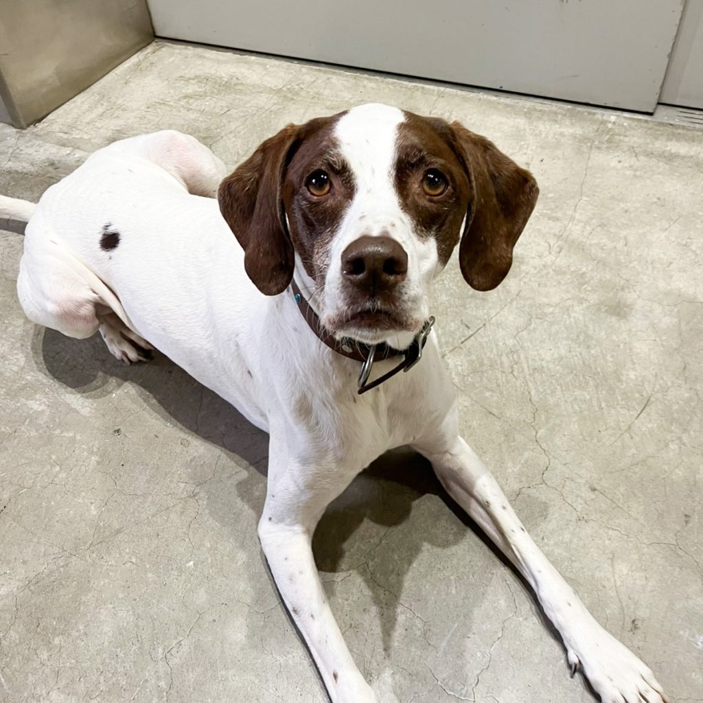 【撮影ブログ】レーヴェさんと！ アニマルプロ株式会社