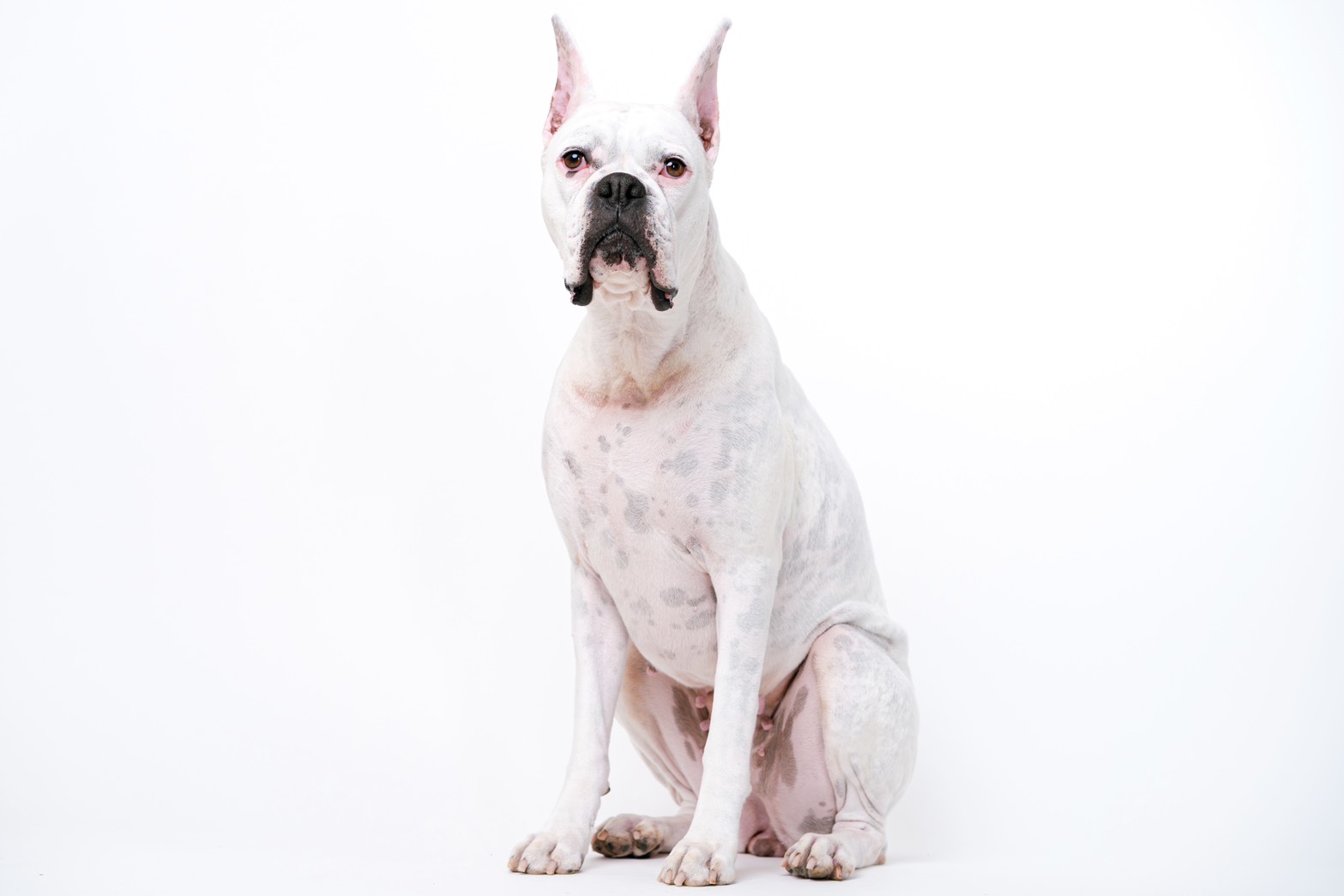 ケリー イメージ