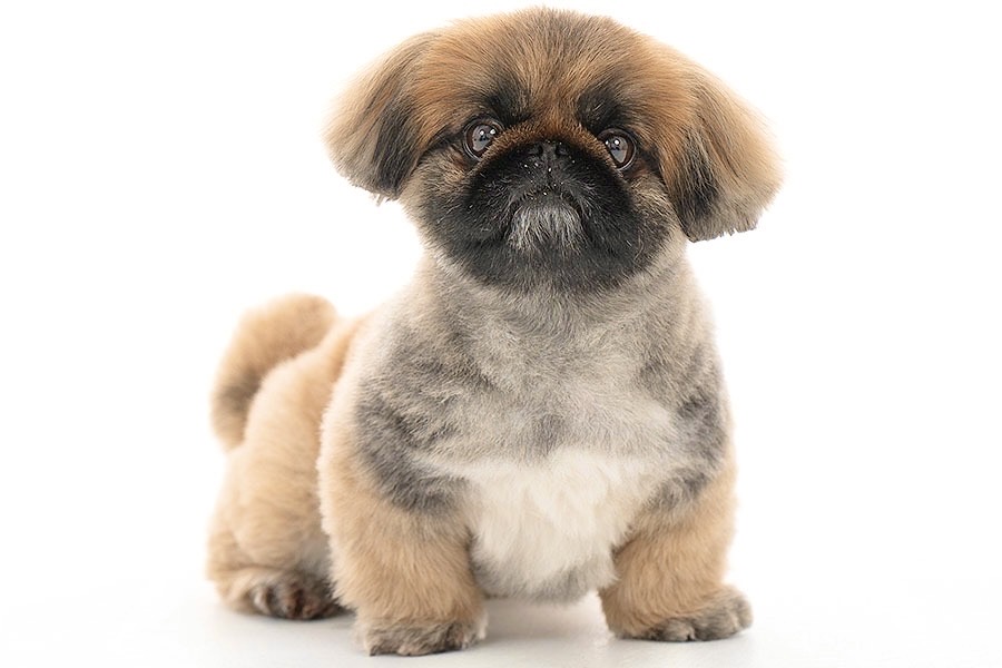 みたらし イメージ