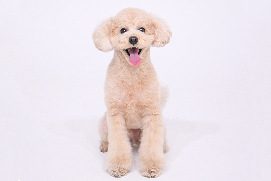 シエラ イメージ