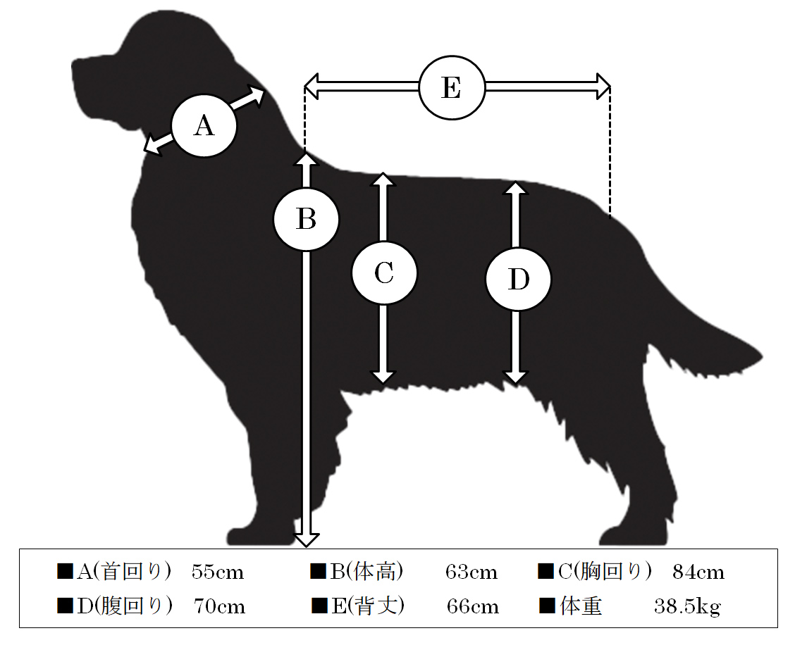 ペットモデル タレント犬